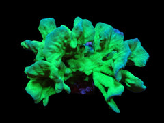 Psammocora contigua (Branched) (Green) (XL) pb 153