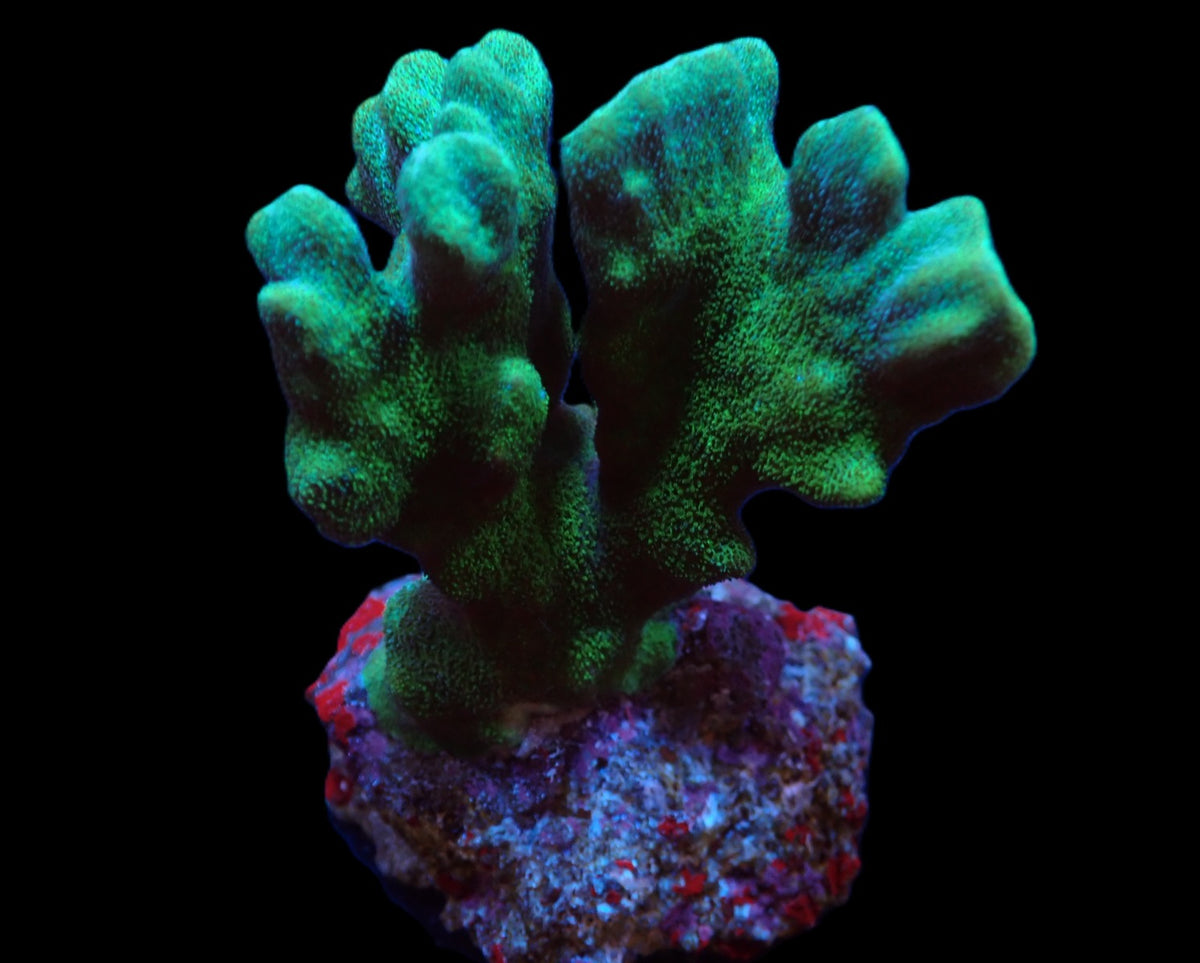 Psammocora spp. (Branched) (frag)