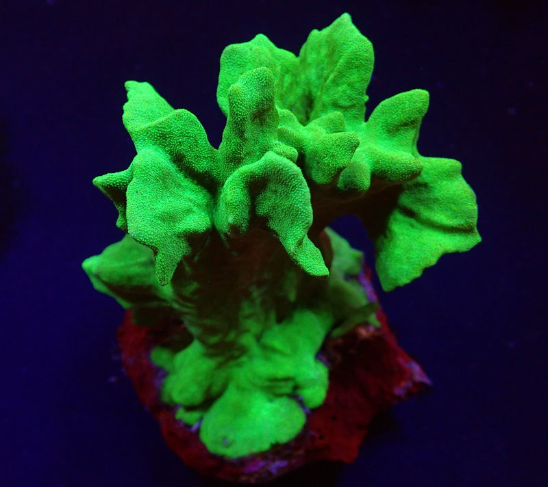 Psammocora spp. (Branched)
