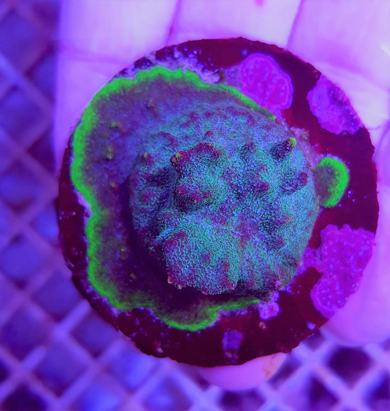 Psammocora spp. (Purple-Green) (frag)