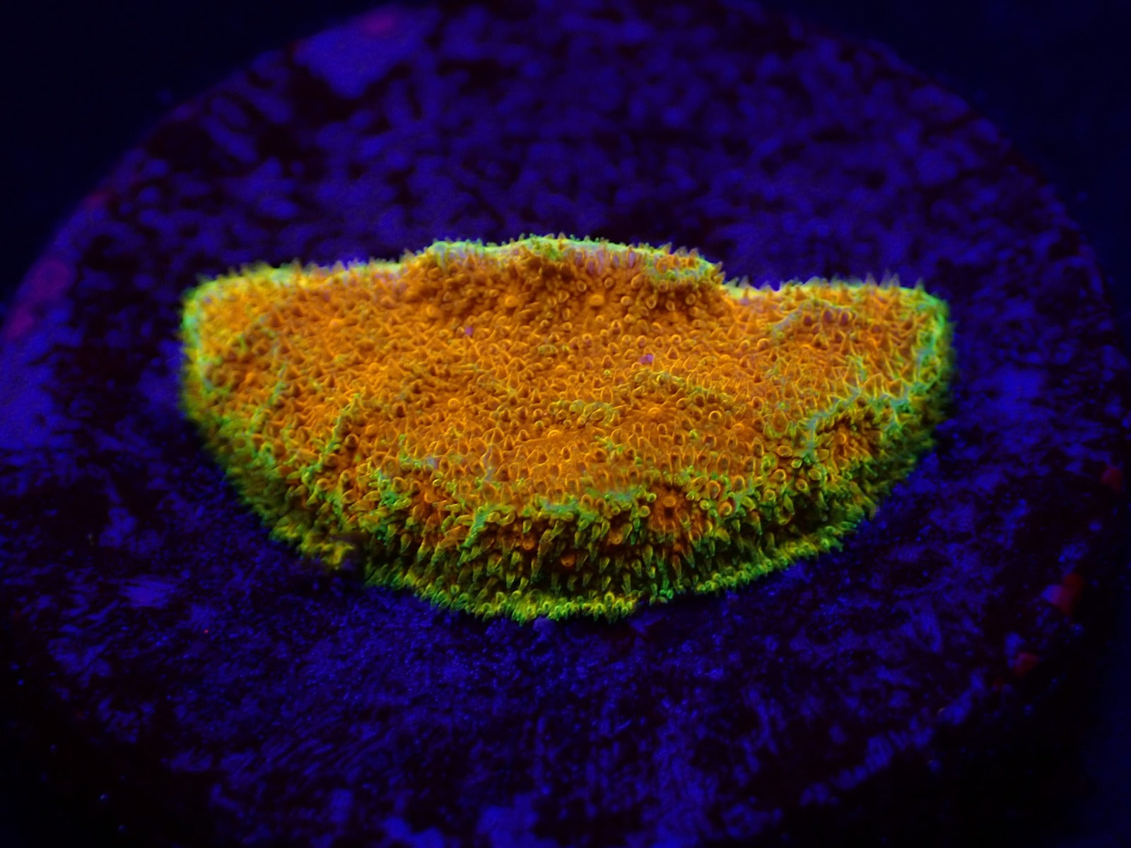Psammocora spp. (Watermelon) (frag)