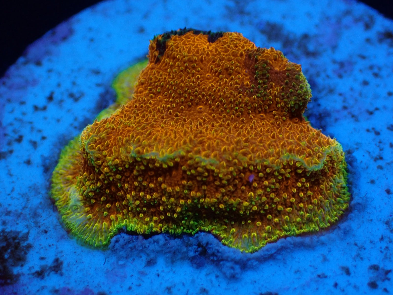 Psammocora spp. (Watermelon) (frag)