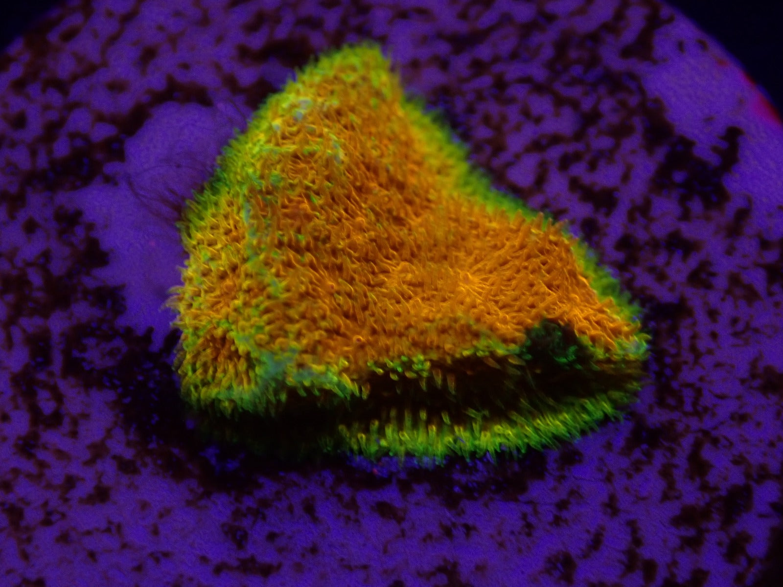 Psammocora spp. (Watermelon) (frag)