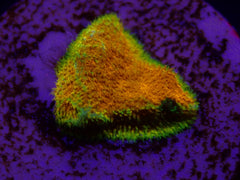 Psammocora spp. (Watermelon) (frag)