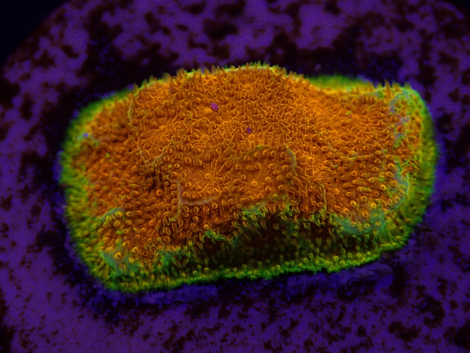 Psammocora spp. (Watermelon) (frag)