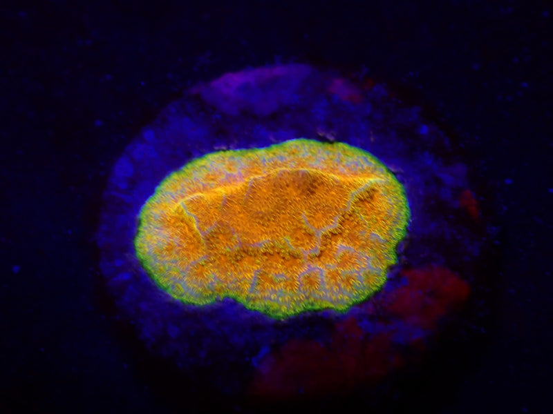Psammocora spp. (Watermelon) (frag)