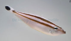 Pseudalutarius nasicornis (female)