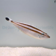 Pseudalutarius nasicornis (female)