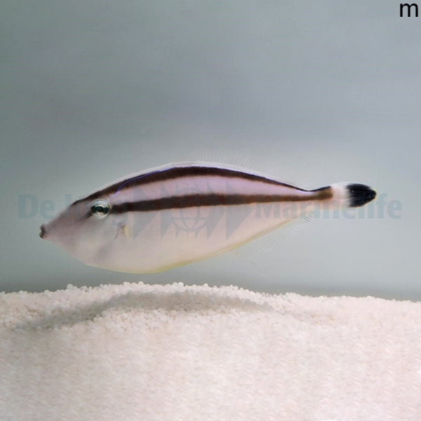 Pseudalutarius nasicornis (male)