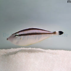 Pseudalutarius nasicornis (male)