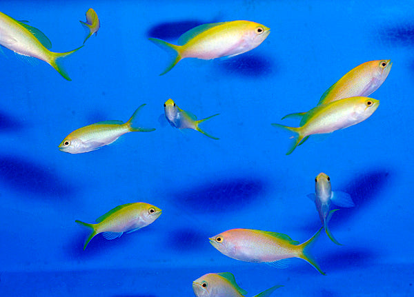 Nemanthias bartlettorum