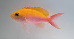 Nemanthias bicolor (female)