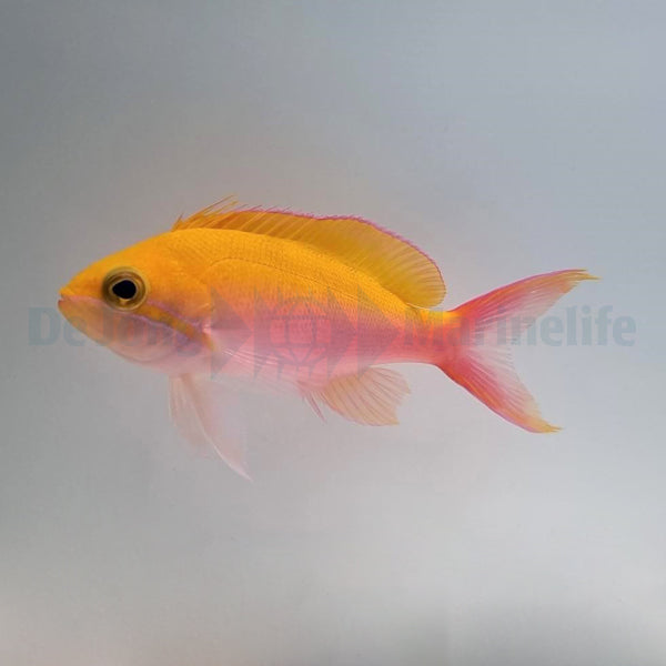 Nemanthias bicolor (female)
