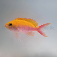 Nemanthias bicolor (female)