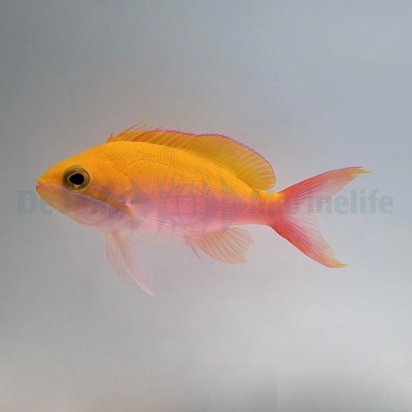Nemanthias bicolor (female)