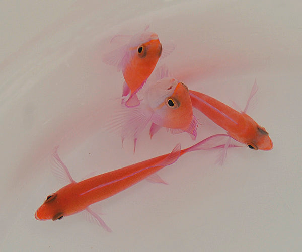 Nemanthias bicolor (female)
