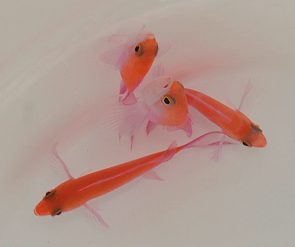 Nemanthias bicolor (female)