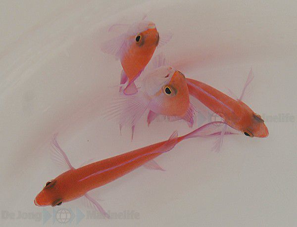 Nemanthias bicolor (male)