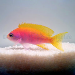 Pseudanthias bimaculatus (female)