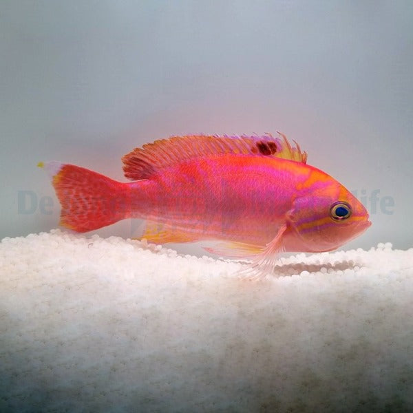 Pseudanthias bimaculatus (male)