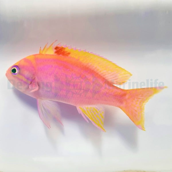Pseudanthias bimaculatus (male)