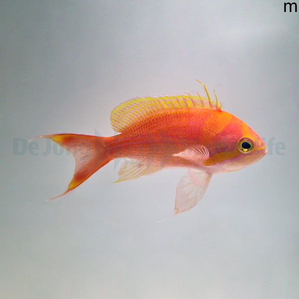 Pseudanthias fasciatus (male)