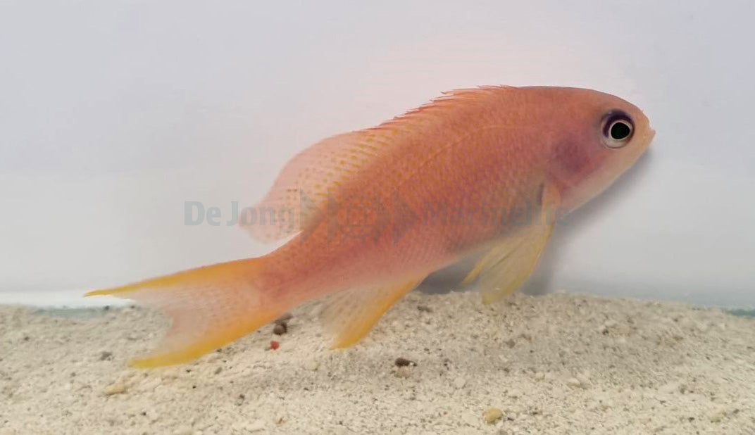 Pseudanthias cheirospilos (female)