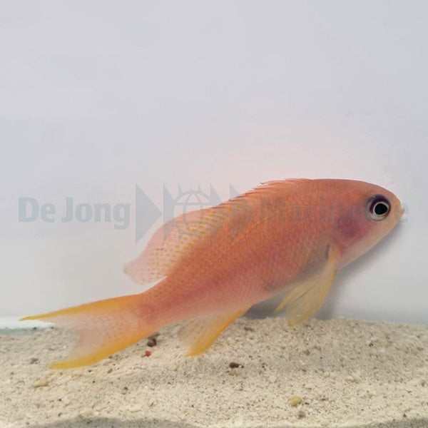 Pseudanthias cheirospilos (female)