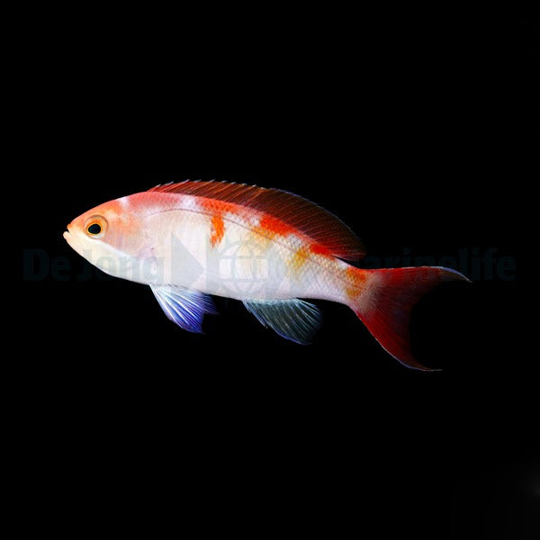 Pseudanthias cooperi