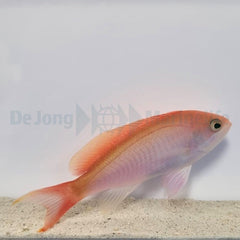 Pseudanthias cooperi