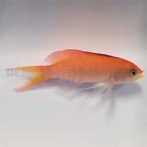 Nemanthias dispar