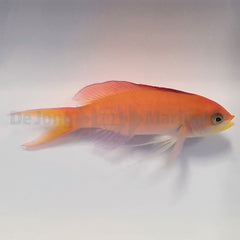 Nemanthias dispar