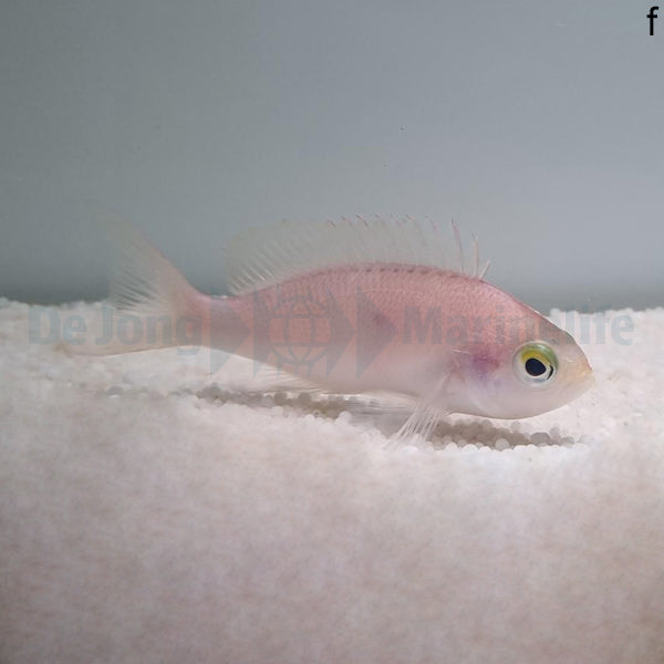 Pseudanthias engelhardi (female)