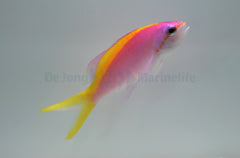 Mirolabrichthys evansi