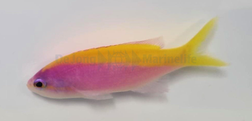 Mirolabrichthys evansi