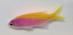 Mirolabrichthys evansi