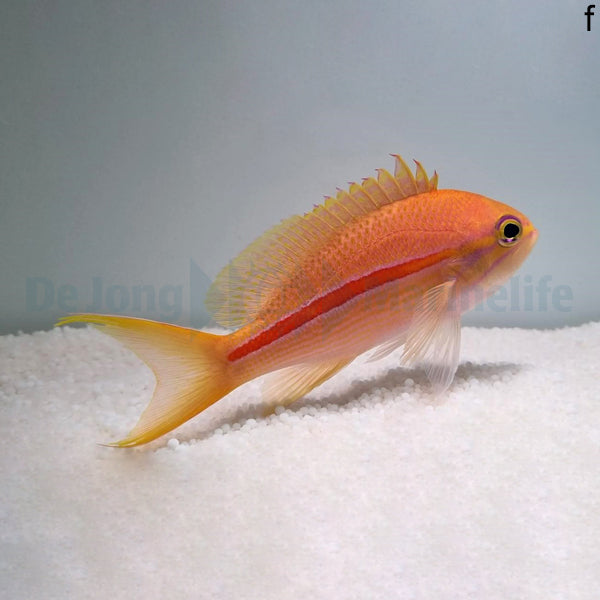 Pseudanthias fasciatus (female)