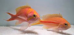 Pseudanthias fasciatus (male)