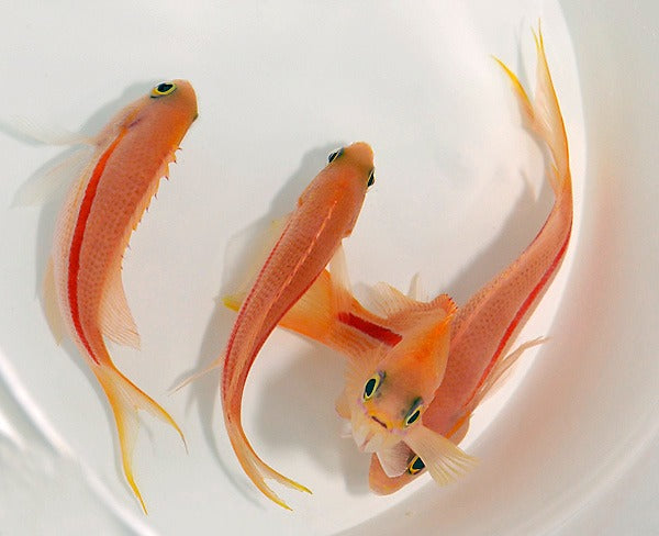 Pseudanthias fasciatus (female)