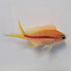 Pseudanthias fasciatus (female)