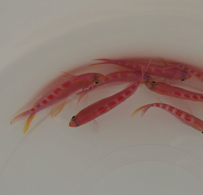 Pyronotanthias flavoguttatus