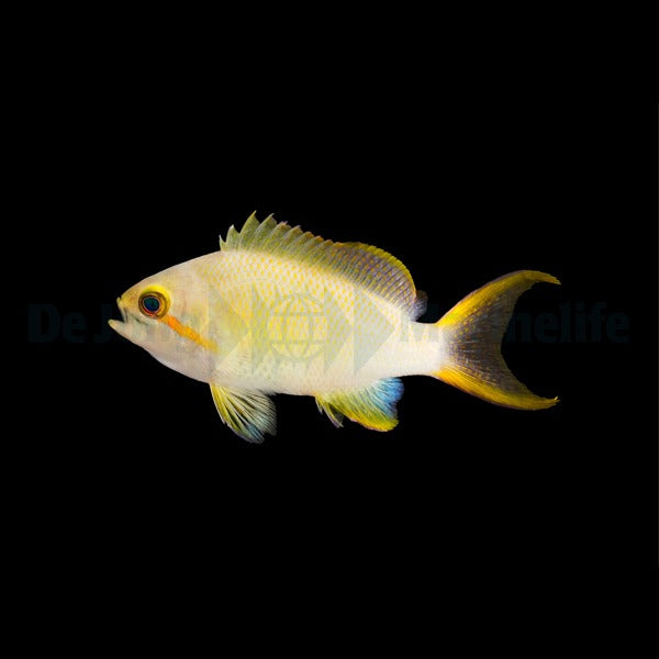 Pseudanthias huchtii (female)