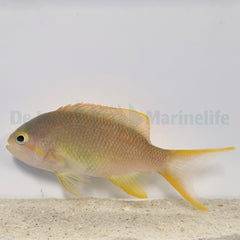 Pseudanthias huchtii (female)