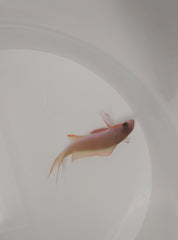 Pseudanthias huchtii (male)