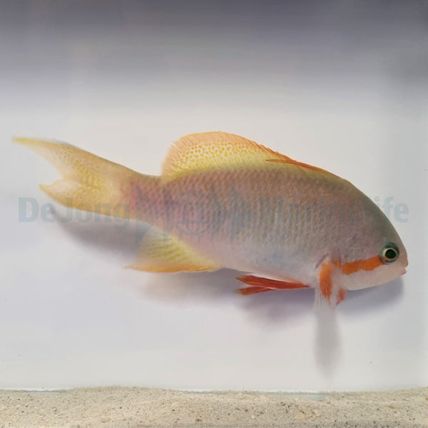 Pseudanthias huchtii (male)