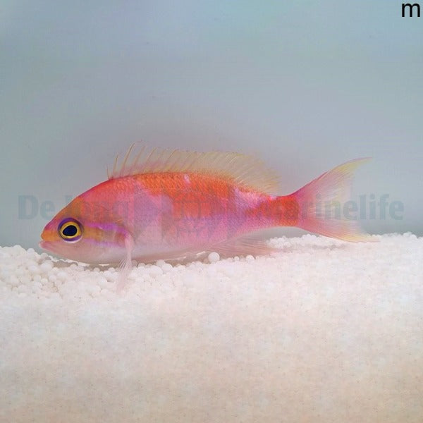 Pseudanthias hutomoi
