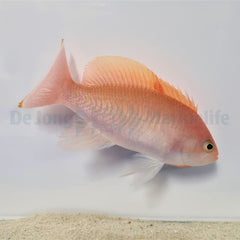 Pseudanthias hypselosoma
