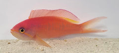 Nemanthias ignitus