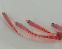 Pyronotanthias lori