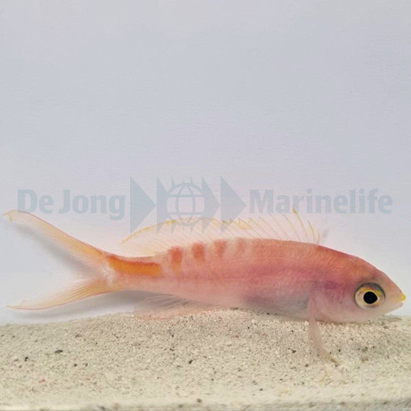 Pyronotanthias lori